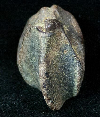 Partially Worn Triceratops Tooth #12374